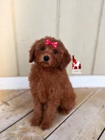 Minnie, CLEAR Solid Red (Hidden Phantom) Mini Girl ~ Breeder or Pet, a female Poodle - Miniature  for sale in Rigby, ID – 4 of 7