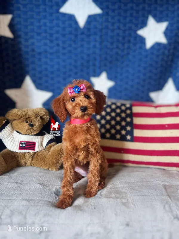 Minnie, CLEAR Solid Red (Hidden Phantom) Mini Girl ~ Breeder or Pet – Poodle - Miniature  puppy for sale in Rigby, ID