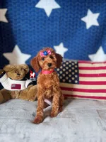 Minnie, CLEAR Solid Red (Hidden Phantom) Mini Girl ~ Breeder or Pet, a female Poodle - Miniature  for sale in Rigby, ID – 1 of 7