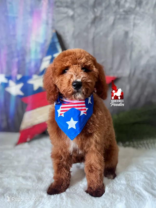 Dallas, Red w/ White Mini Poodle Boy ~ Pet – Poodle - Miniature  puppy for sale in Rigby, ID