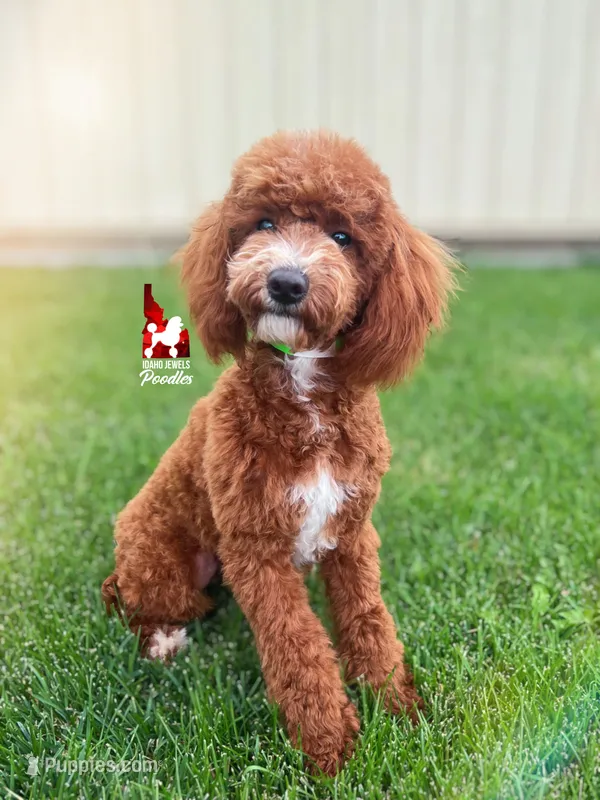 Florence the Red w/ White Markings Mini Poodle Girl ~ Pet – Poodle - Miniature  puppy for sale in Rigby, ID