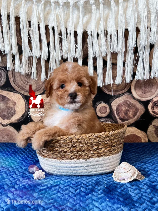 🌴Coast, Red/Apricot w/ White Small Mini Poodle Boy ~ Pet – Poodle - Miniature  puppy for sale in Rigby, ID