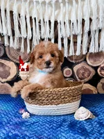 🌴Coast, Red/Apricot w/ White Small Mini Poodle Boy ~ Pet, a male Poodle - Miniature  for sale in Rigby, ID – 1 of 2