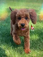 🍄Mario, Red Mini Poodle Boy ~Breeder or Pet, a male Poodle - Miniature  for sale in Rigby, ID – 2 of 10