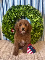 💯Audrey, Red Mini Poodle Girl ~ Pet, a female Poodle - Miniature  for sale in Rigby, ID – 5 of 9