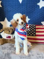 Pongo, CLEAR Red Parti Mini Poodle Boy ~ Breeder or Pet, a male Poodle - Miniature  for sale in Rigby, ID – 1 of 7