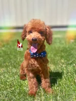 Balto, Calm Dark Red Toy Poodle Boy ~ Pet, a male Poodle - Toy  for sale in Rigby, ID – 1 of 10