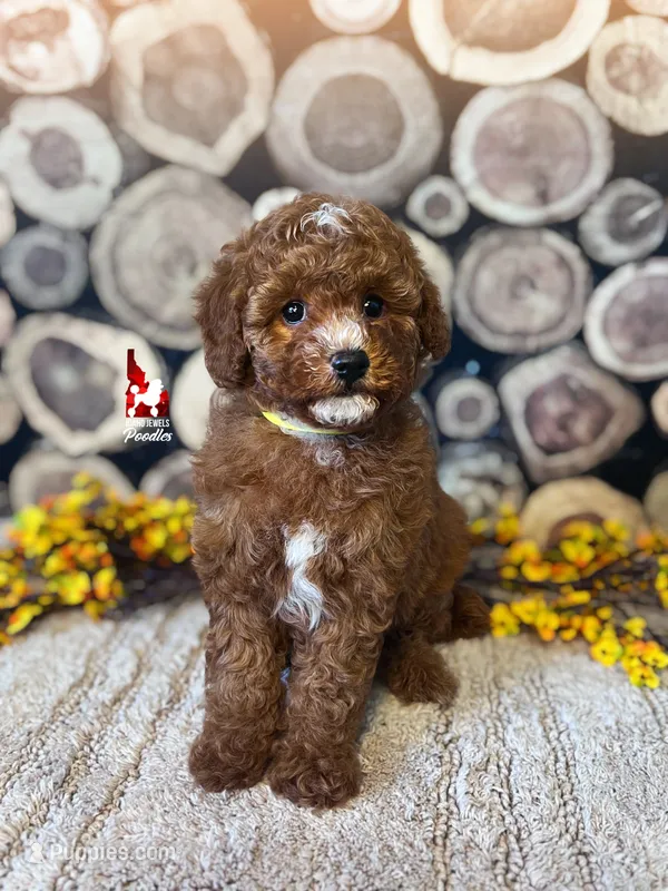 Athena, Red w/ White Mini Poodle Girl ~ Pet – Poodle - Miniature  puppy for sale in Rigby, ID