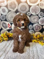 Athena, Red w/ White Mini Poodle Girl ~ Pet, a female Poodle - Miniature  for sale in Rigby, ID – 1 of 2