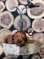 Captain, Red F1 Cavapoo Boy ~ Pet, a male Cavalier King Charles Spaniel and Poodle - Miniature  for sale in Rigby, ID – 4 of 7