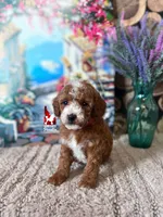 Capri, Red w/ White Mini Poodle Girl ~ Pet, a female Poodle - Miniature  for sale in Rigby, ID – 3 of 3