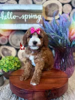 Capri, Red w/ White Mini Poodle Girl ~ Pet, a female Poodle - Miniature  for sale in Rigby, ID – 2 of 3