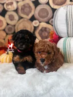 Austen, Red w/ White Mini Poodle Boy ~ Pet, a male Poodle - Miniature  for sale in Rigby, ID – 4 of 4