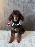Ace 💎🐩Brown Phantom Loverboy, a male Poodle - Miniature  for sale in Rigby, ID – Photo 2 of 6