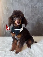 Ace 💎🐩Brown Phantom Loverboy, a male Poodle - Miniature  for sale in Rigby, ID – Photo 1 of 6