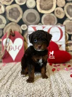 Ace 💎🐩 Loverboy, a male Poodle - Miniature  for sale in Rigby, ID – Photo 4 of 4