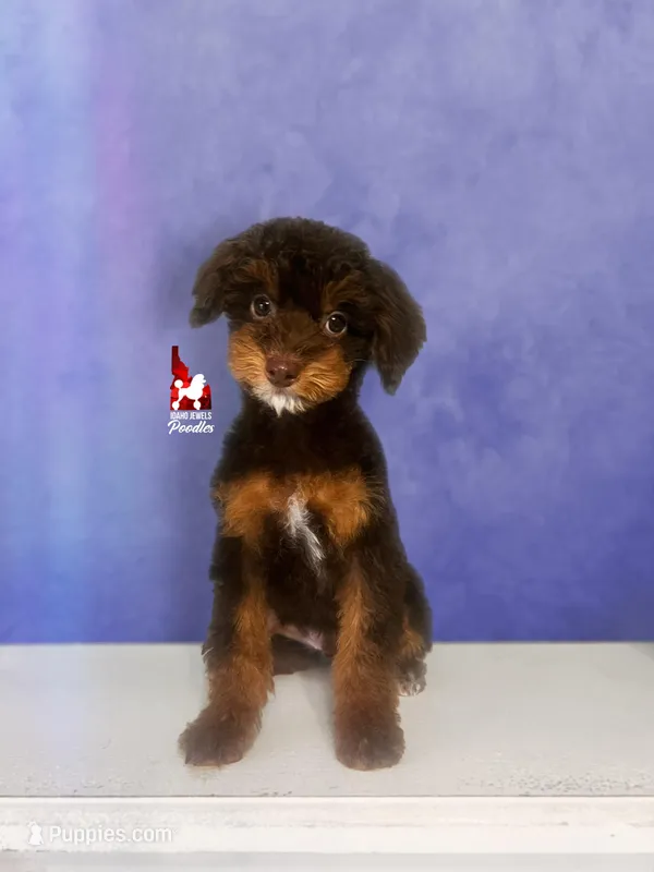 Ace 💎🐩 Loverboy – Poodle - Miniature  puppy on hold in Rigby, ID