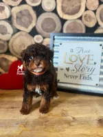 Ace 💎🐩 Loverboy, a male Poodle - Miniature  for sale in Rigby, ID – Photo 3 of 4