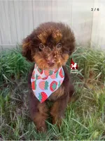Ace 💎🐩Brown Phantom Loverboy, a male Poodle - Miniature  for sale in Rigby, ID – Photo 1 of 5