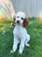 Nala, CLEAR Red Parti Mini Poodle Girl ~ Breeder or Pet, a female Poodle - Miniature  for sale in Rigby, ID – 2 of 10