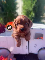 Chex, Red F1 Cavapoo Boy ~ Breeder or Pet, a male Cavalier King Charles Spaniel and Poodle - Miniature  for sale in Rigby, ID – 3 of 8