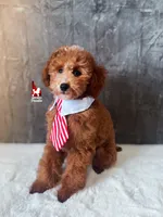 Flash, Red w/ White Mini Poodle Boy ~ Pet, a male Poodle - Miniature  for sale in Rigby, ID – 2 of 9