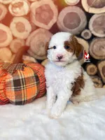 Curry, Dark Red Parti Small Moyen Poodle Boy ~ Pet, a male Poodle - Miniature  for sale in Rigby, ID – 2 of 3