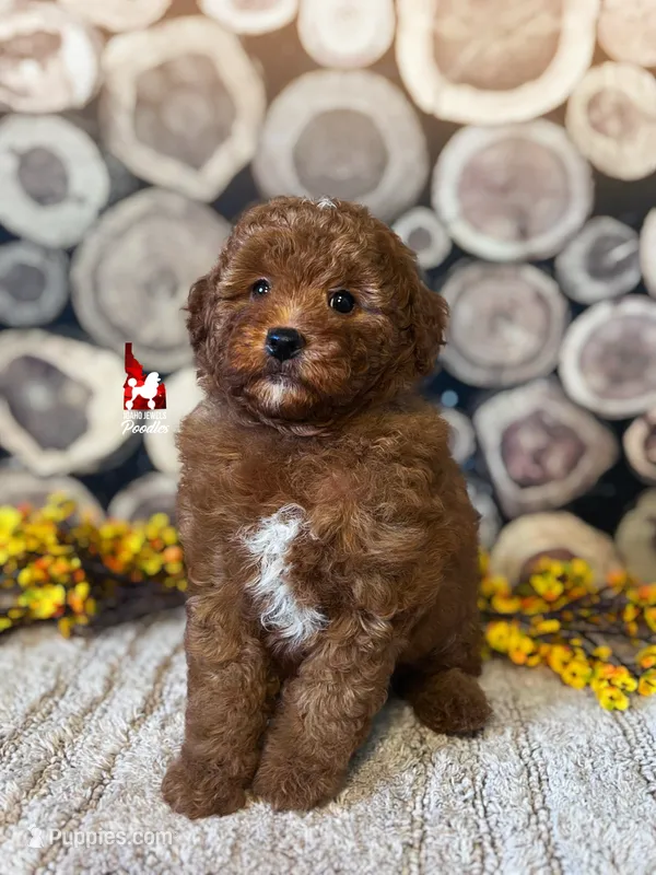 Zeus, Red w/ White Large Mini Poodle Boy ~ Pet – Poodle - Miniature  puppy for sale in Rigby, ID