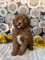 Zeus, Red w/ White Large Mini Poodle Boy ~ Pet, a male Poodle - Miniature  for sale in Rigby, ID – 1 of 2