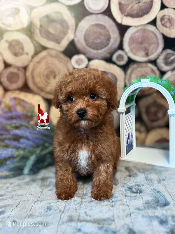 Zinnia, Red w/ White Toy Poodle Girl ~ Pet – Poodle - Toy  puppy for sale in Rigby, ID