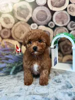 Zinnia, Red w/ White Toy Poodle Girl ~ Pet, a female Poodle - Toy  for sale in Rigby, ID – 1 of 3