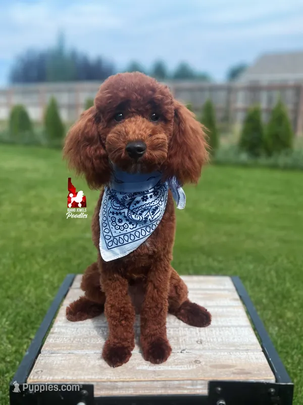 Biscuit, Red Mini Poodle Boy ~ Breeder or Pet – Poodle - Miniature  puppy for sale in Rigby, ID