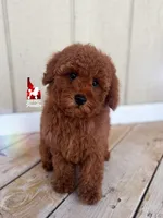 ❤️Mario the Dark Red Mini Poodle Boy ~Breeder or Pet, a male Poodle - Miniature  for sale in Rigby, ID – 5 of 9