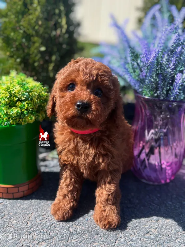 ❤️Mario the Dark Red Mini Poodle Boy ~Breeder or Pet – Poodle - Miniature  puppy for sale in Rigby, ID