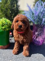 ❤️Mario the Dark Red Mini Poodle Boy ~Breeder or Pet, a male Poodle - Miniature  for sale in Rigby, ID – Photo 1 of 4