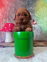 ❤️Mario the Dark Red Mini Poodle Boy ~Breeder or Pet, a male Poodle - Miniature  for sale in Rigby, ID – Photo 3 of 4