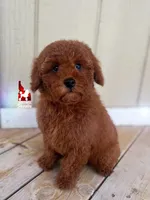 ❤️Mario the Dark Red Mini Poodle Boy ~Breeder or Pet, a male Poodle - Miniature  for sale in Rigby, ID – 4 of 9