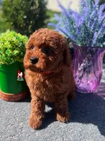 ❤️Mario the Dark Red Mini Poodle Boy ~Breeder or Pet, a male Poodle - Miniature  for sale in Rigby, ID – Photo 2 of 4