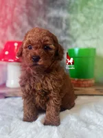 ❤️Mario the Dark Red Mini Poodle Boy ~Breeder or Pet, a male Poodle - Miniature  for sale in Rigby, ID – Photo 4 of 4