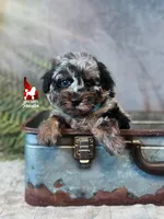 Grayson, Blue Merle Phantom Mini Poodle Boy ~Breeder or Pet, a male Poodle - Miniature  for sale in Rigby, ID – 4 of 6