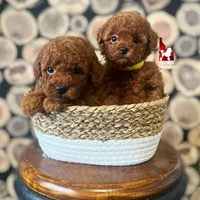 Carter, Red Large Toy Boy, a male Poodle - Toy  for sale in Rigby, ID – Photo 2 of 3