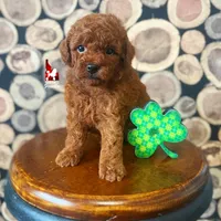 Carter, Red Large Toy Boy, a male Poodle - Toy  for sale in Rigby, ID – Photo 1 of 3