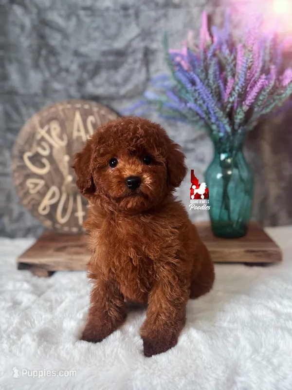 Carter, Red Large Toy Boy – Poodle - Toy  puppy for sale in Rigby, ID