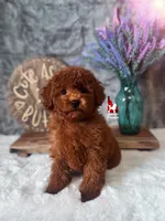 Carter, Red Large Toy Boy, a male Poodle - Toy  for sale in Rigby, ID – Photo 1 of 4