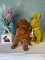 Carter, Red Large Toy Boy, a male Poodle - Toy  for sale in Rigby, ID – Photo 2 of 4