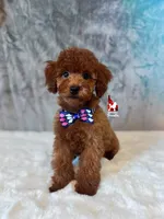 Carter, Red Large Toy Boy, a male Poodle - Toy  for sale in Rigby, ID – Photo 1 of 6