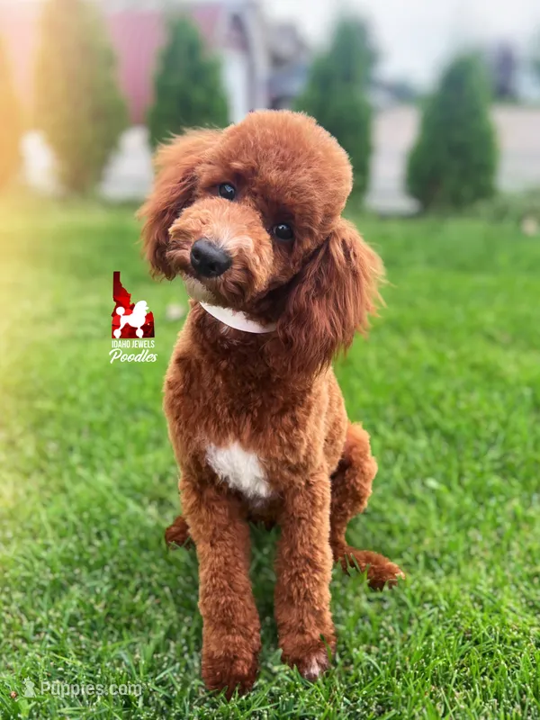Brooklyn, Red w/ White Mini Poodle Girl ~ Pet – Poodle - Miniature  puppy for sale in Rigby, ID