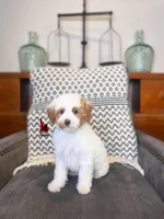 Pongo, Red Parti Mini Poodle Boy ~ Pet, a male Poodle - Miniature  for sale in Rigby, ID – Photo 2 of 3