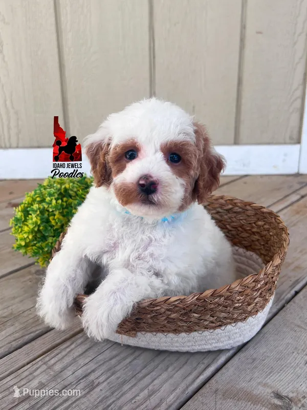 Pongo, Red Parti Mini Poodle Boy ~ Pet – Poodle - Miniature  puppy for sale in Rigby, ID