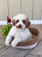 Pongo, Red Parti Mini Poodle Boy ~ Pet, a male Poodle - Miniature  for sale in Rigby, ID – Photo 3 of 3